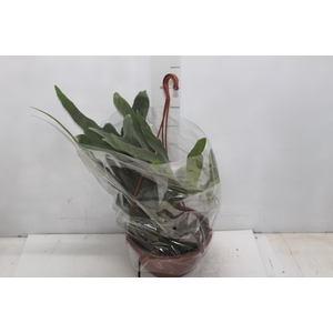 PLATYCERIUM ALCICORN C21