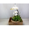 Arr.  Phalaenopsis H%