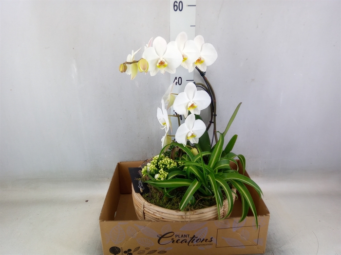 Arr.  Phalaenopsis H%