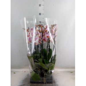 Phalaenopsis  'Anthura Madrid'