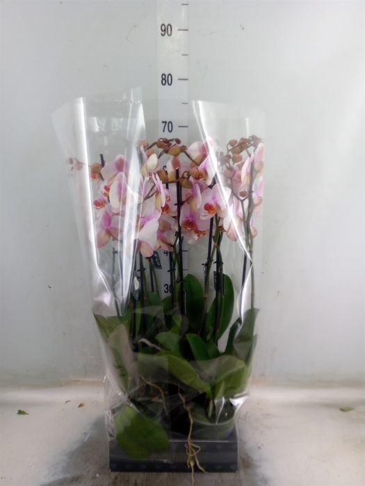 <h4>Phalaenopsis  'Anthura Madrid'</h4>
