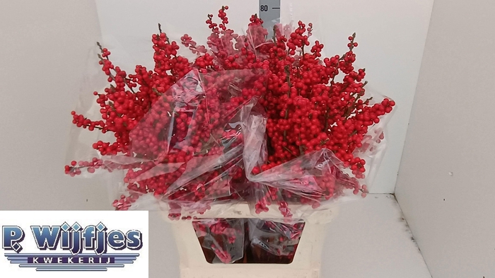 <h4>ILEX VE RODE BES</h4>