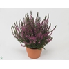 CALLU CAL NOVA ROSA