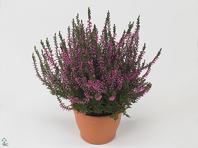 CALLU CAL NOVA ROSA