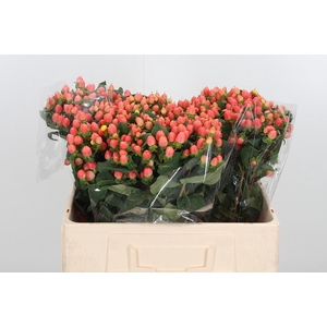 Hyp Mag Roy Princess