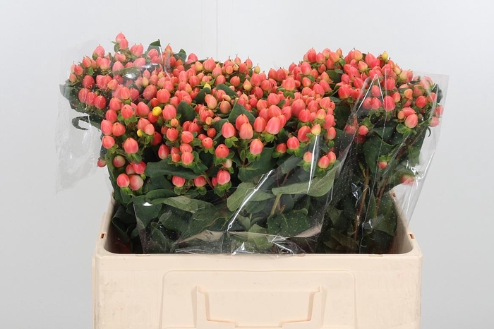 <h4>Hyp Mag Roy Princess</h4>