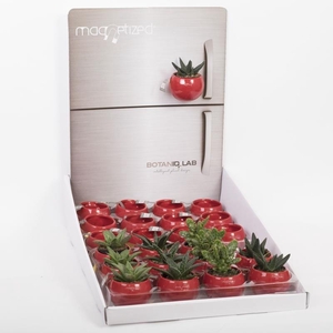700123 Rode magnetische potjes met display