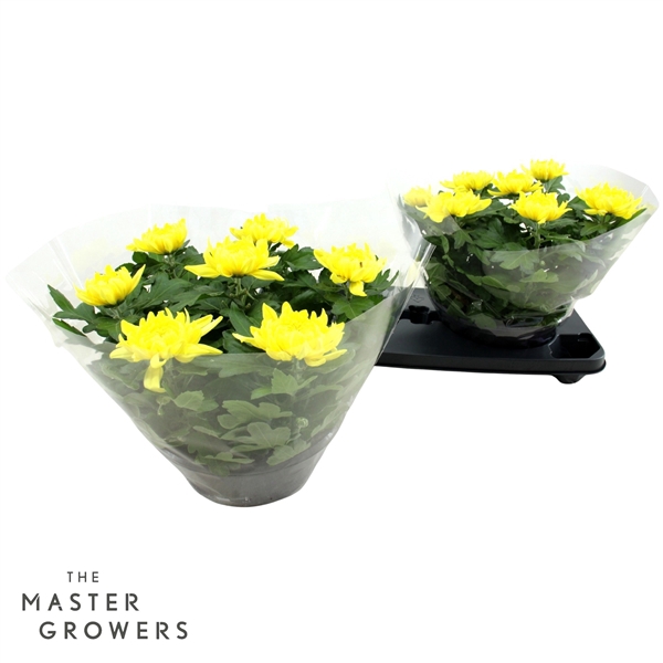 <h4>Deco Chrysant Cosmo Schaal Geel 23cm 7pp</h4>