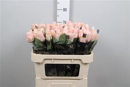 <h4>R Gr Pomarosa</h4>