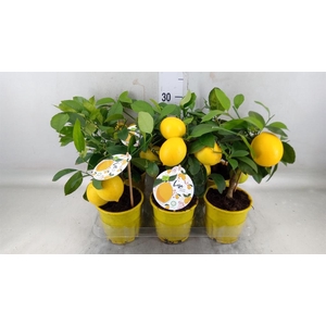 Citrus meyeri 'Meyer'