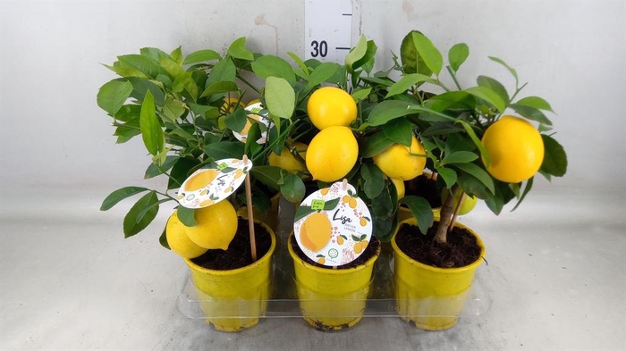 <h4>Citrus meyeri 'Meyer'</h4>
