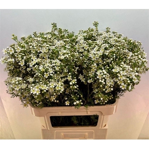 CHAME UN JUPITE MOON