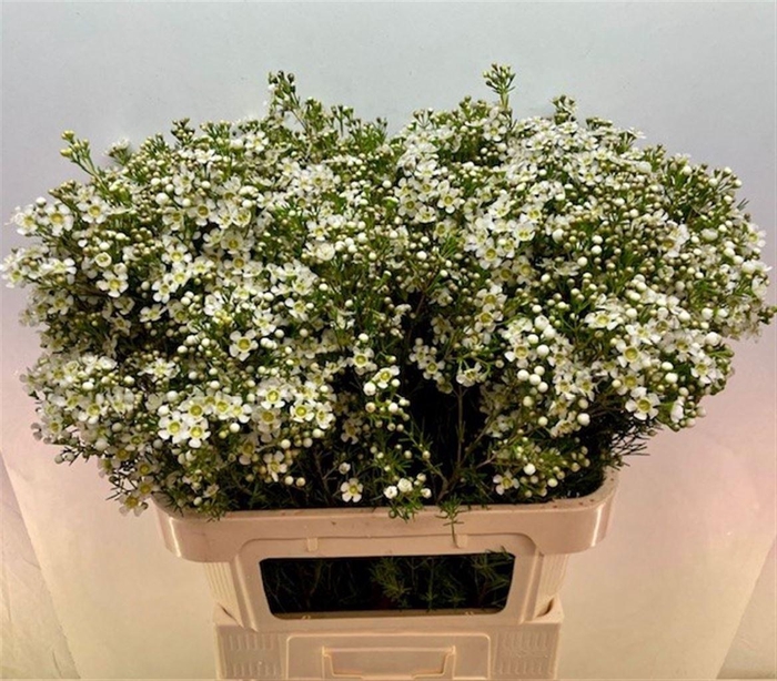 <h4>CHAME UN JUPITE MOON</h4>