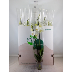 Phalaenopsis   ...white