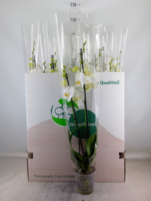 <h4>Phalaenopsis   ...white</h4>