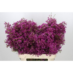 Chamelaucium Ariel