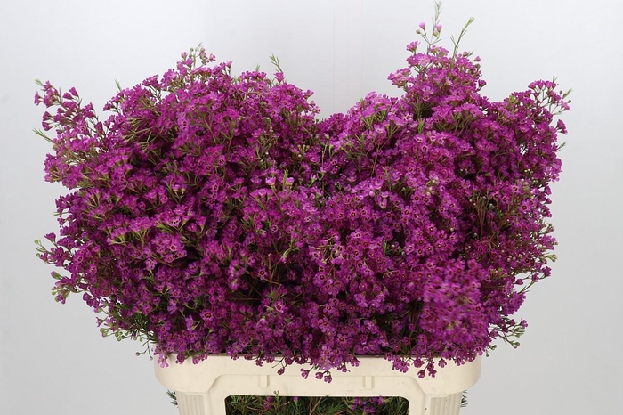 <h4>Chamelaucium Ariel</h4>