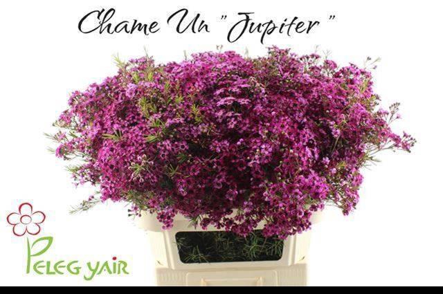 <h4>CHAME UN JUPITER</h4>