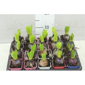 Hyacinthus Gemengd 1pp