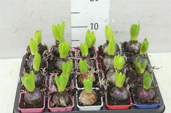 <h4>Hyacinthus Gemengd 1pp</h4>