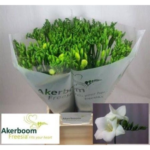 Fr En Alba River 23gr Ex