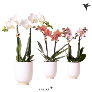 Kolibri Orchids Phalaenopsis mix 2 spike in Glazed pot white