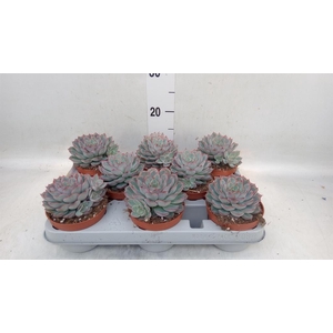 Echeveria  'Hercules'