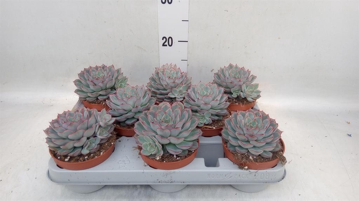 <h4>Echeveria  'Hercules'</h4>