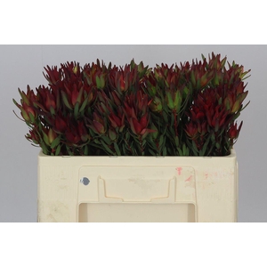 Leucadendron Sal Blush Spray