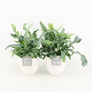 Phlebodium A Blue Star in Liv keramiek