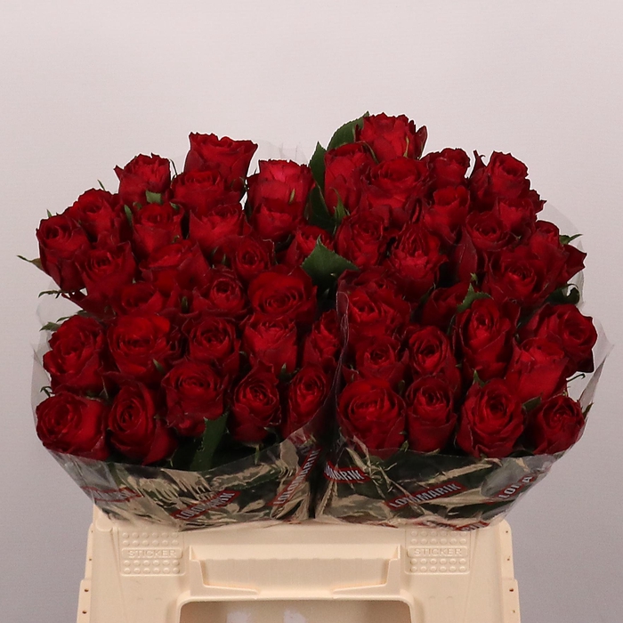 <h4>R GR MADAM RED</h4>