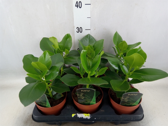 <h4>Clusia rosea 'Princess'</h4>