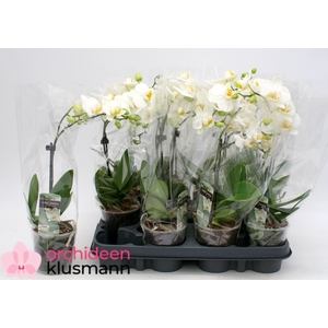PHAL GEM
