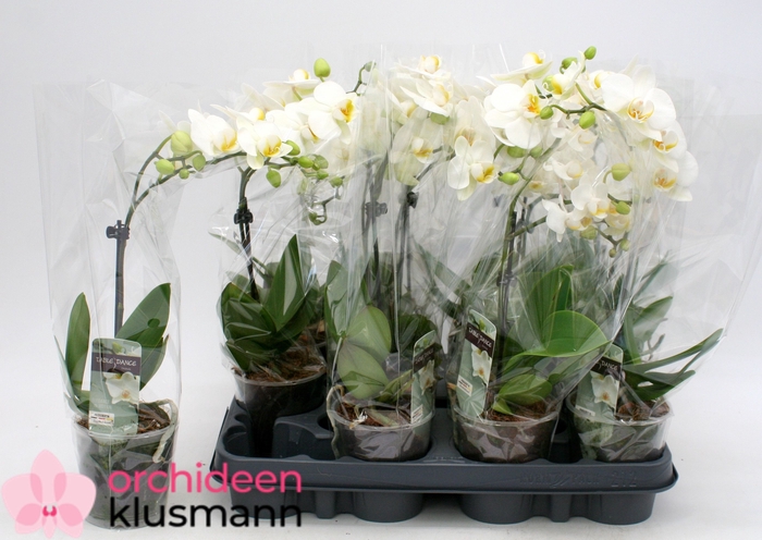 <h4>PHAL GEM</h4>