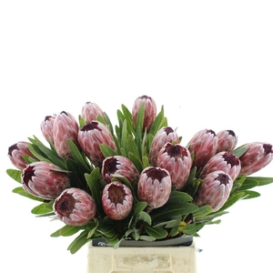 PROTEA PINK ICE