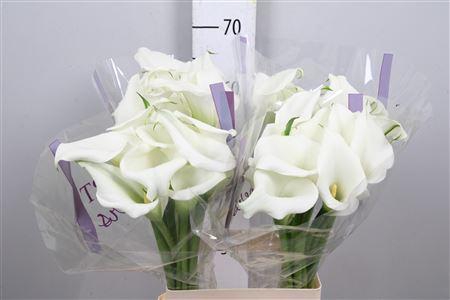 <h4>Zant White Art</h4>