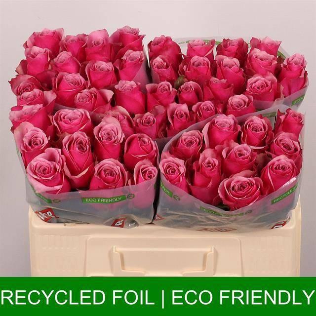 <h4>R GR MAJESTIC ATHENA</h4>