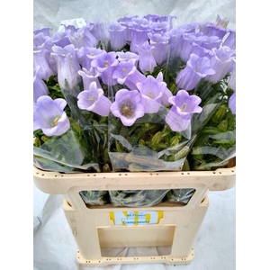 Camp M Champion Lavendel