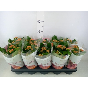 Kalanchoe blos. 'RosDon Justino'