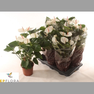 ANTHU A ARISA WHITE