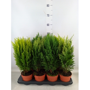 Conifers   ...mix