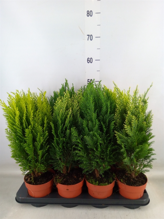 <h4>Conifers   ...mix</h4>