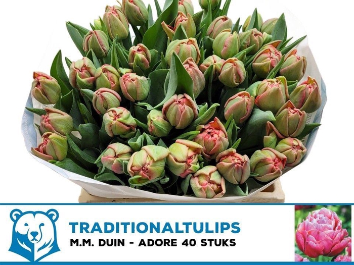 <h4>TU DU ADORE</h4>