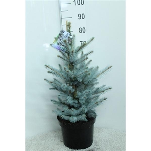 Picea pungens 'Edith' P29 potgedrukt