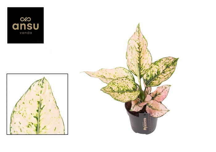 <h4>Aglaonema Rosy</h4>