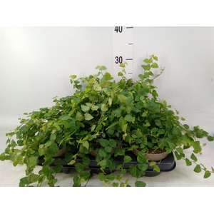 Ficus pumila 'Sunny Green'