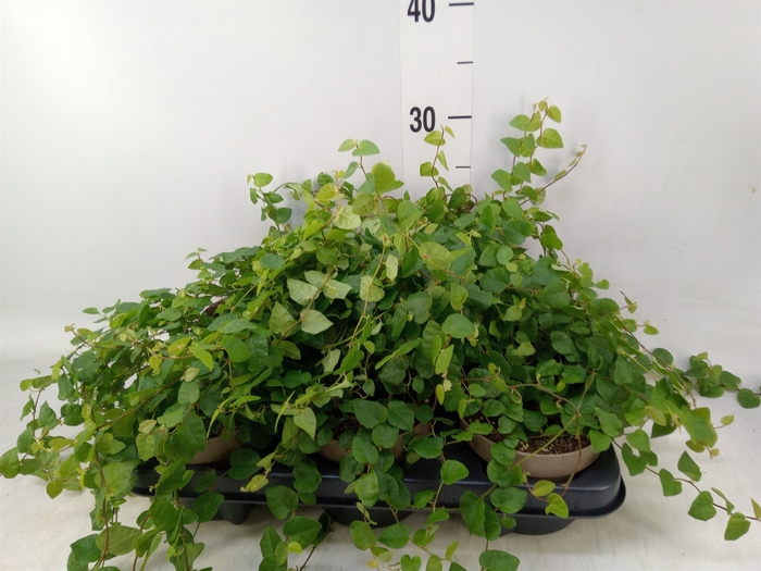 <h4>Ficus pumila 'Sunny Green'</h4>