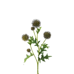 Distel 70cm