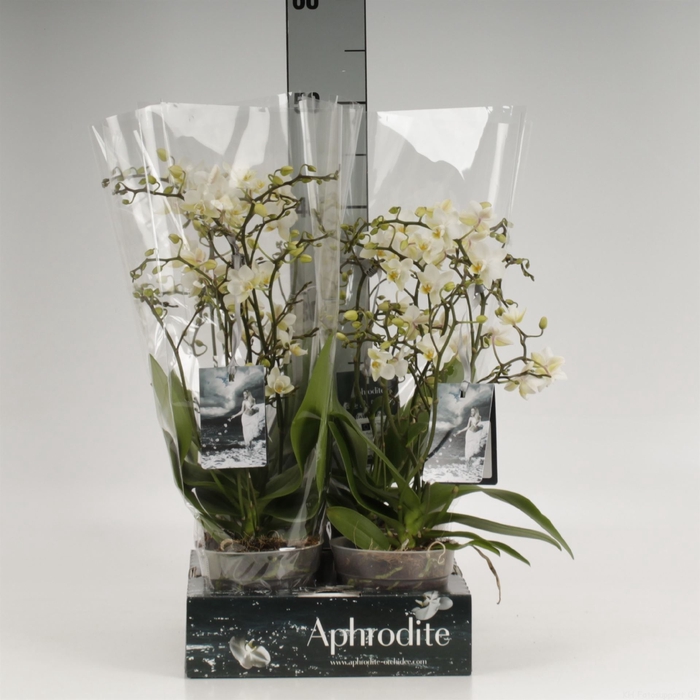 <h4>Phalaenopsis multi. 'FC Soft Cloud'</h4>