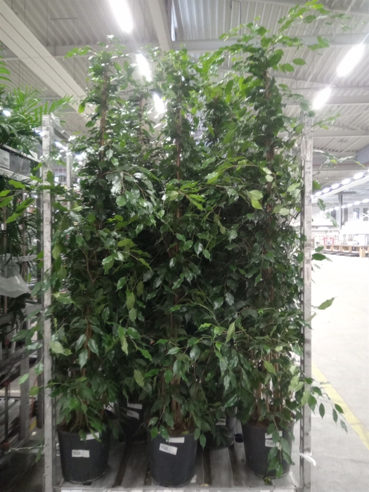 <h4>Ficus benja. 'Exotica'</h4>